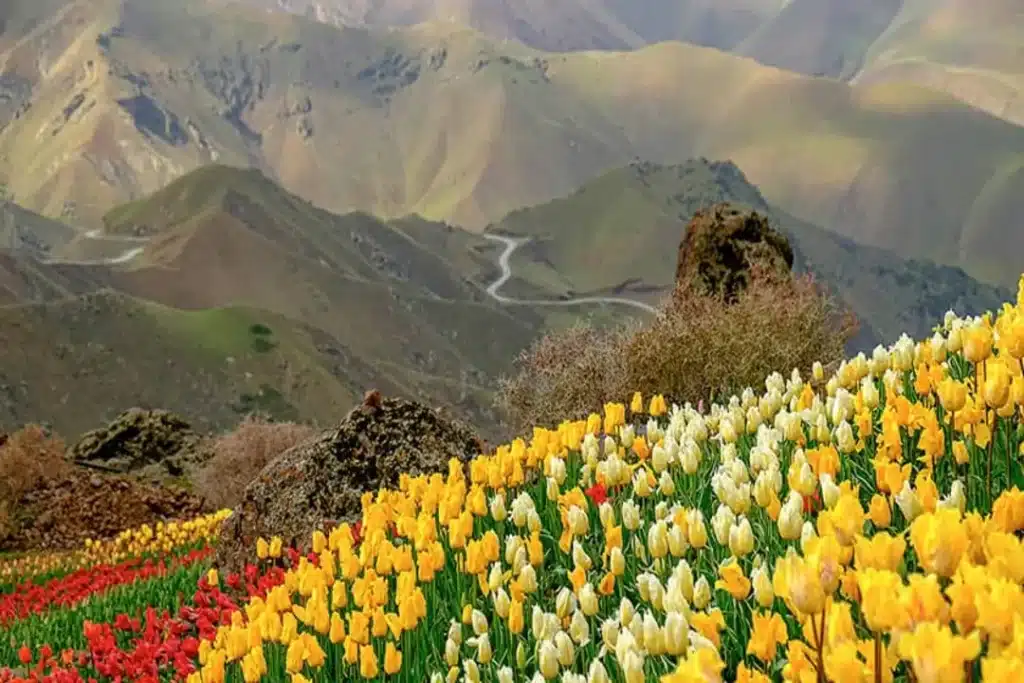 دعا نويس خوب در البرز